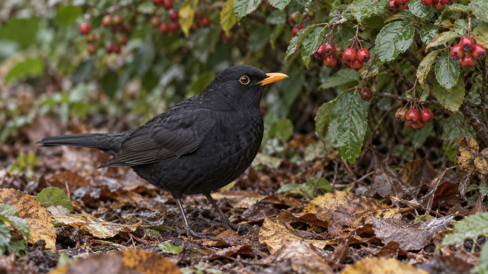 Illustrative image of a male blackbird among garden leaves and berries