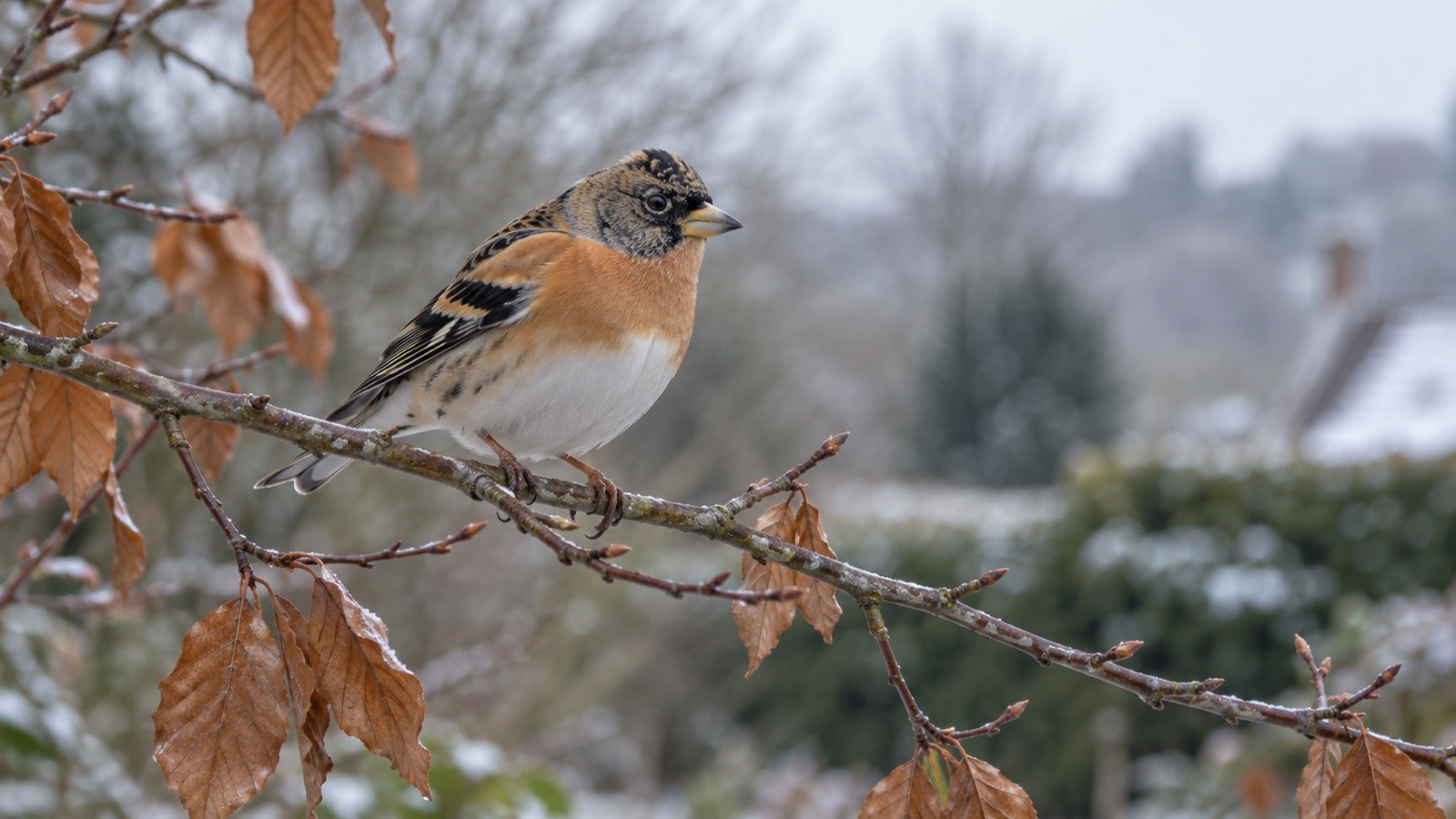Illustrative brambling in winter plumage with orange breast and pale belly on a beech branch