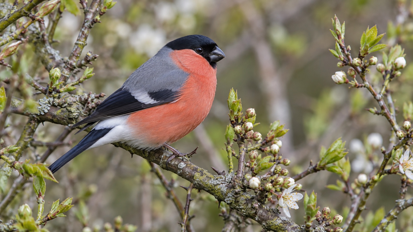 Illustrative male bullfinch among buds in a British garden hedge