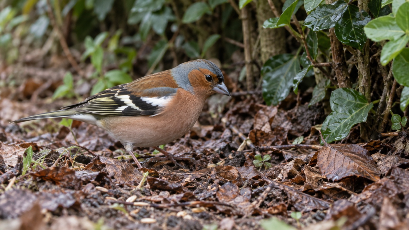 Illustrative image of a male chaffinch near leaf litter and a garden hedge