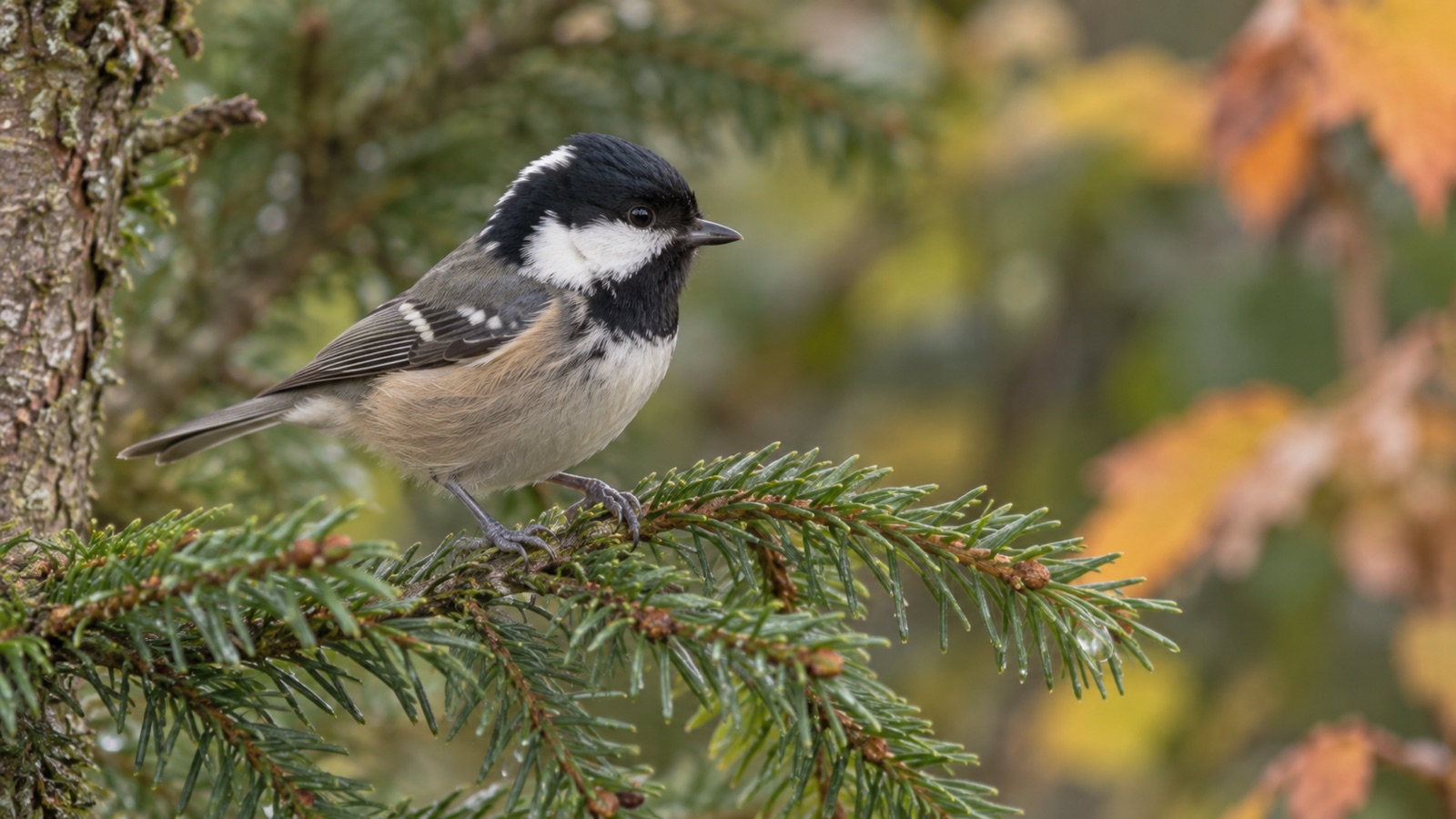Illustrative coal tit on a conifer branch in a British garden