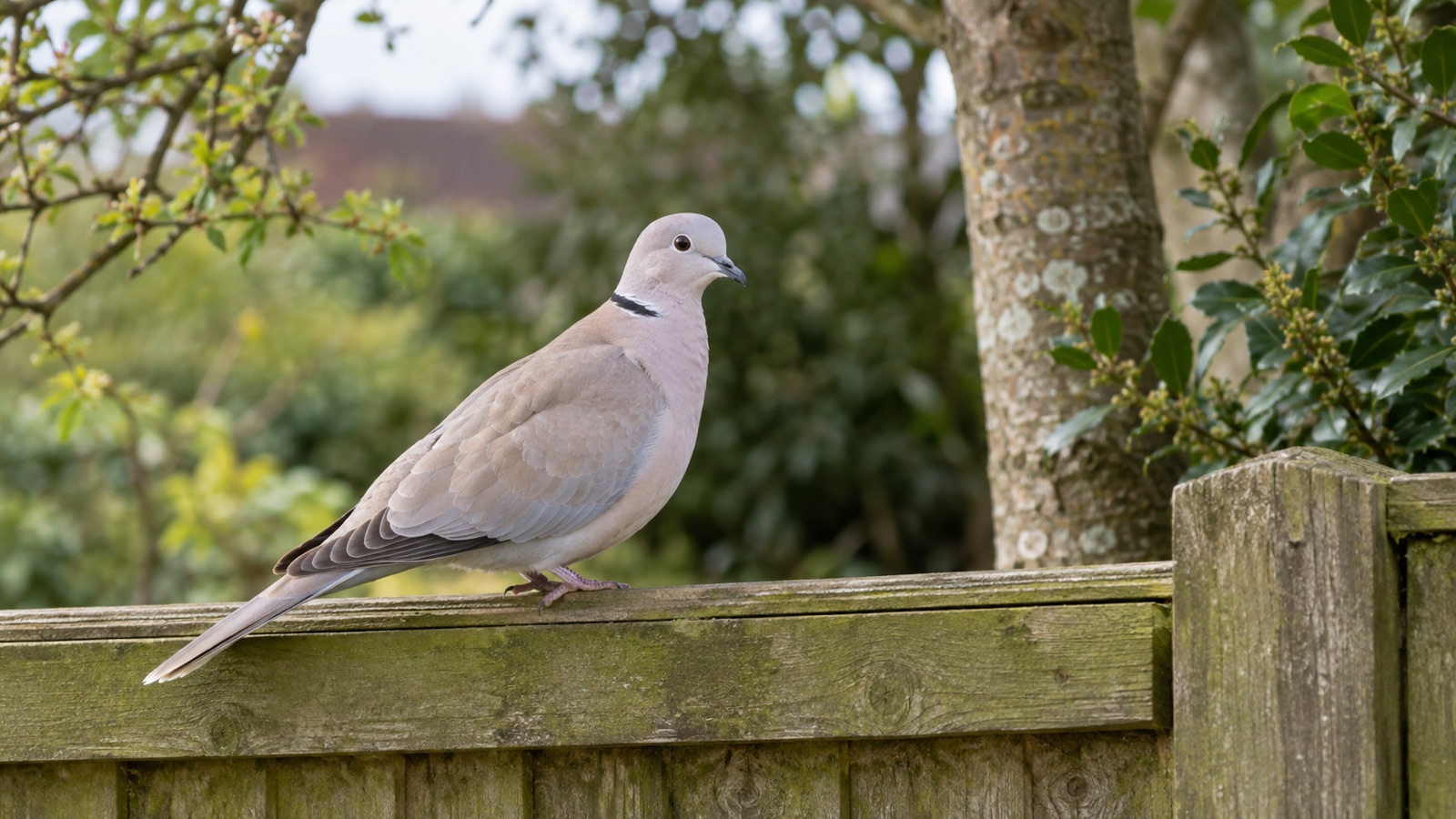 Illustrative pale collared dove showing black half-collar on a British garden fence