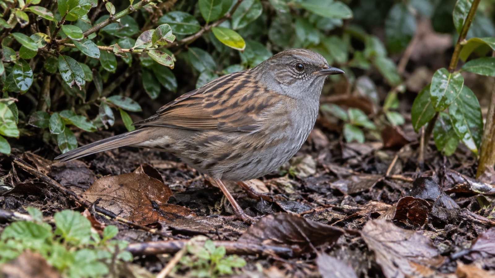 Illustrative image of a dunnock foraging beside garden leaf litter