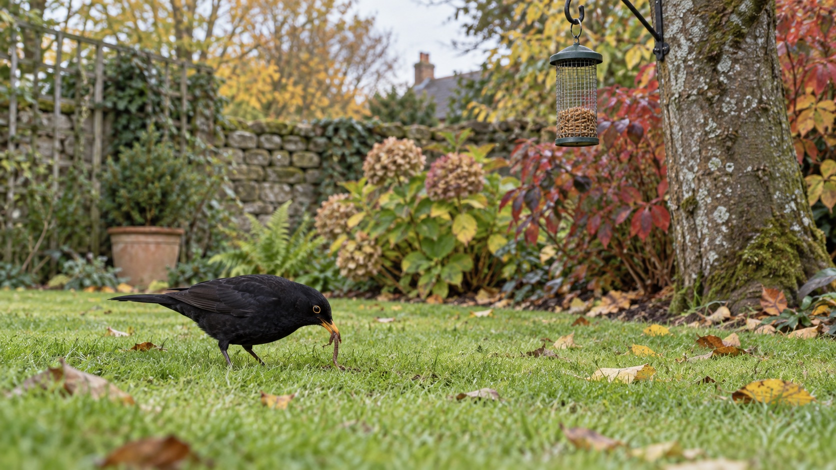 Illustrative blackbird naturally foraging beneath a hanging feeder in a British garden