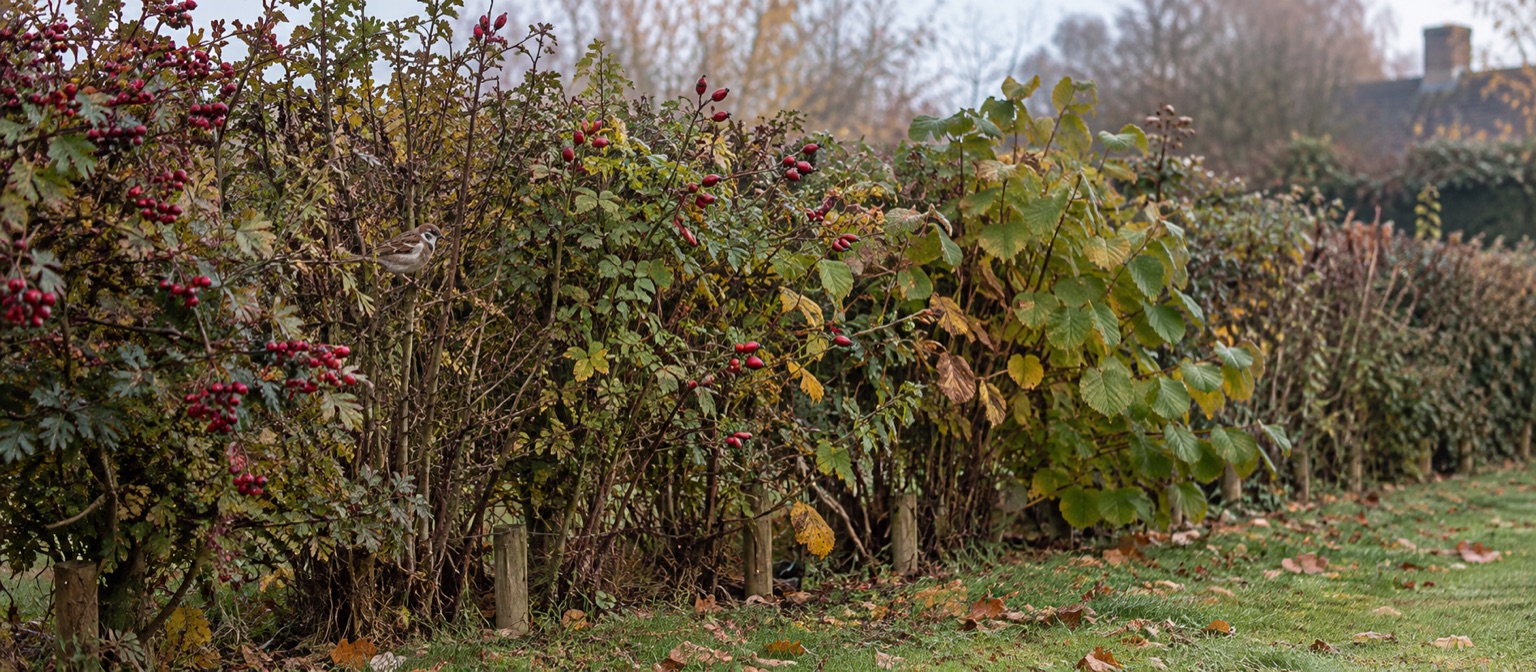 Illustrative mixed wildlife hedge along a British garden boundary