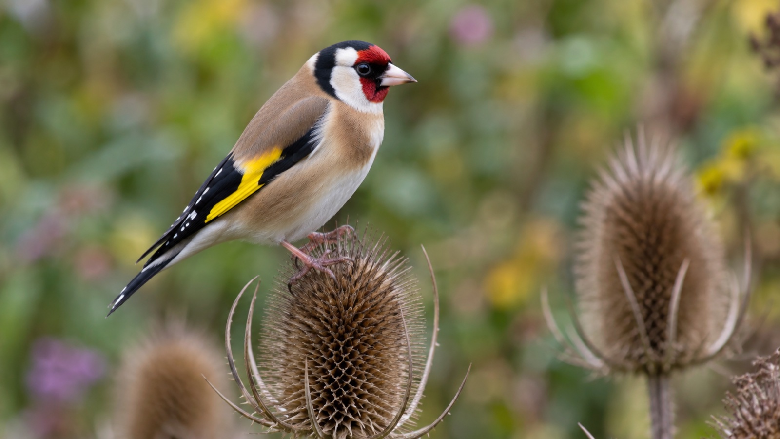 Illustrative image of an adult goldfinch on a dried teasel seedhead