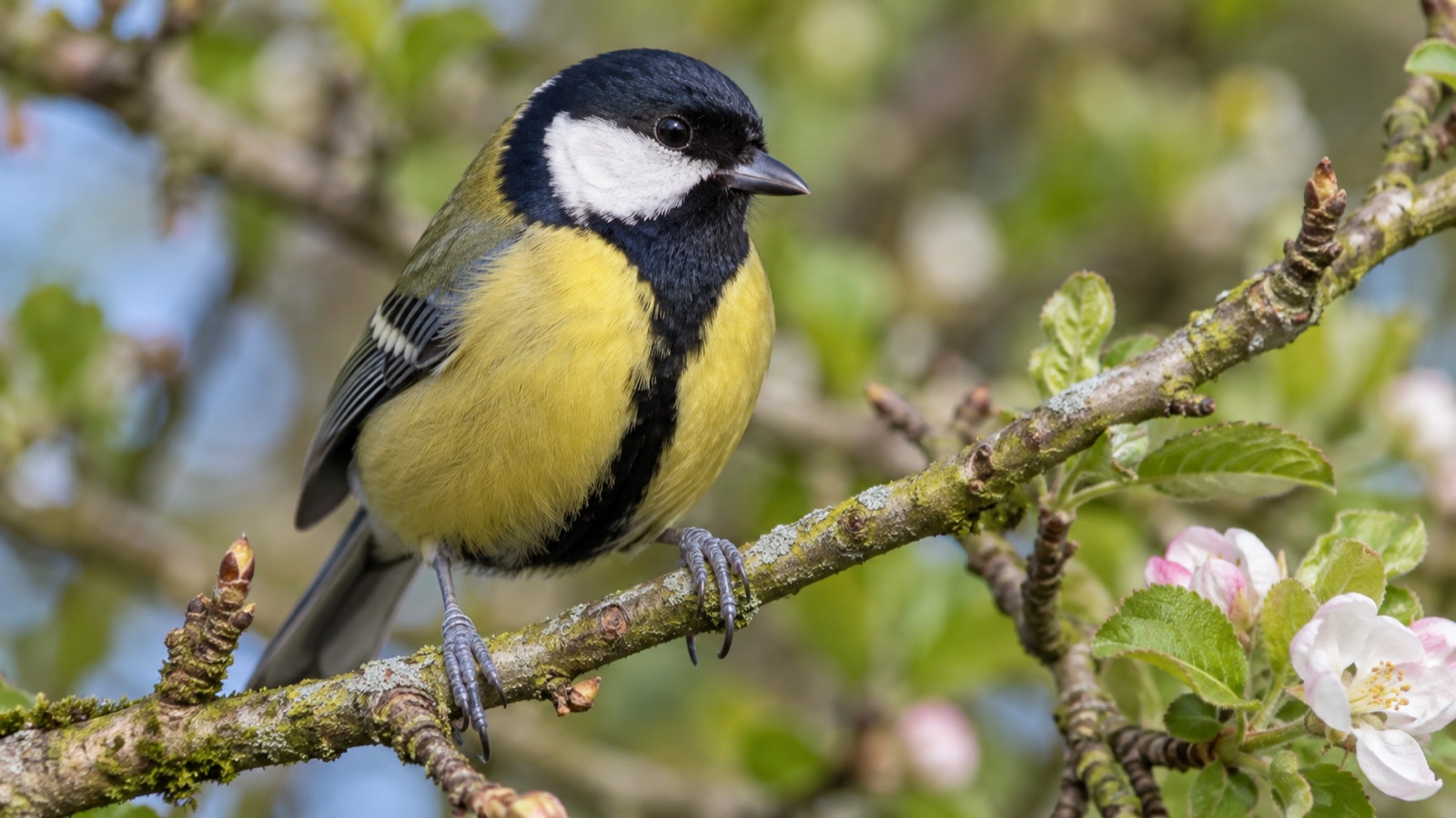 Illustrative image of a great tit perched on a garden branch