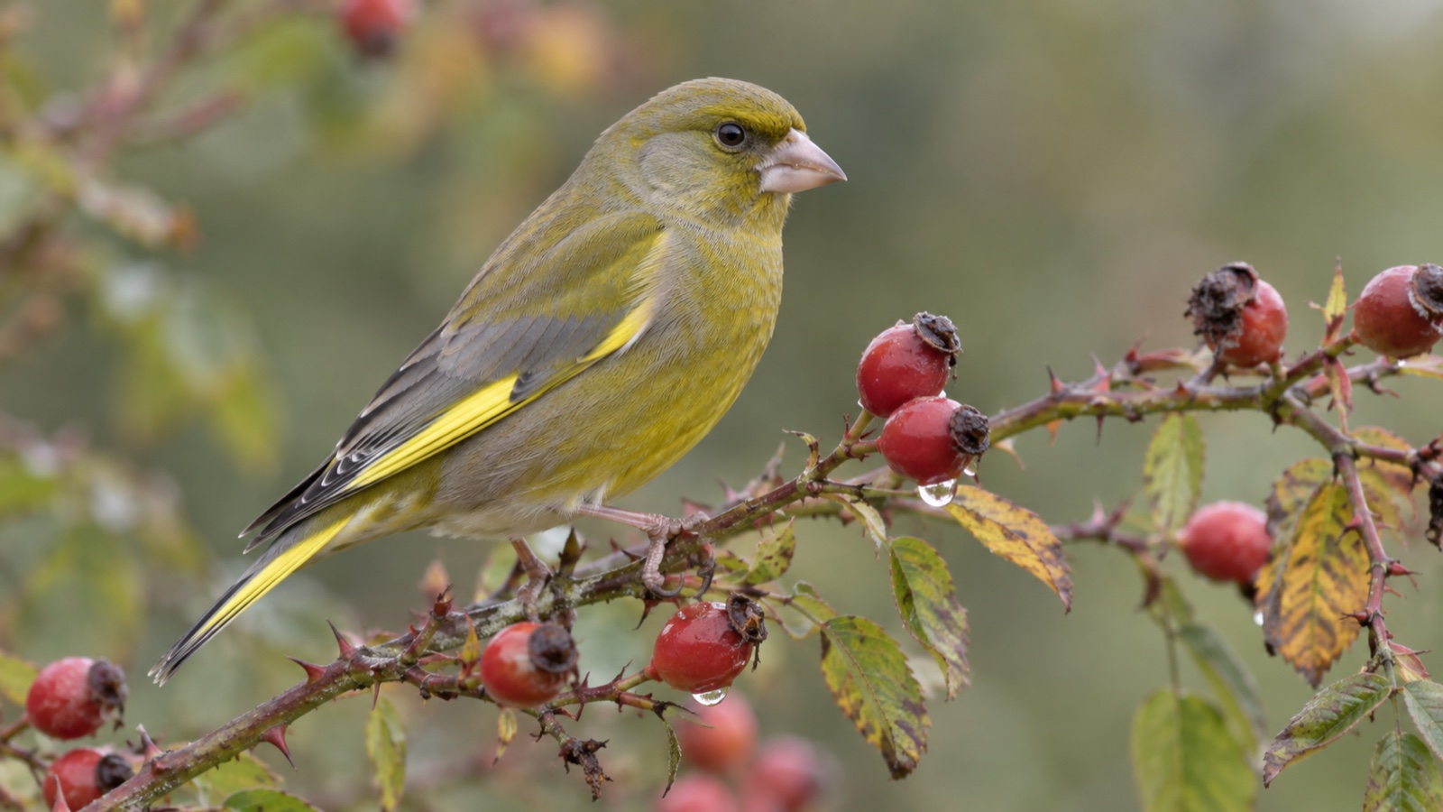 Illustrative image of a greenfinch on a rosehip branch