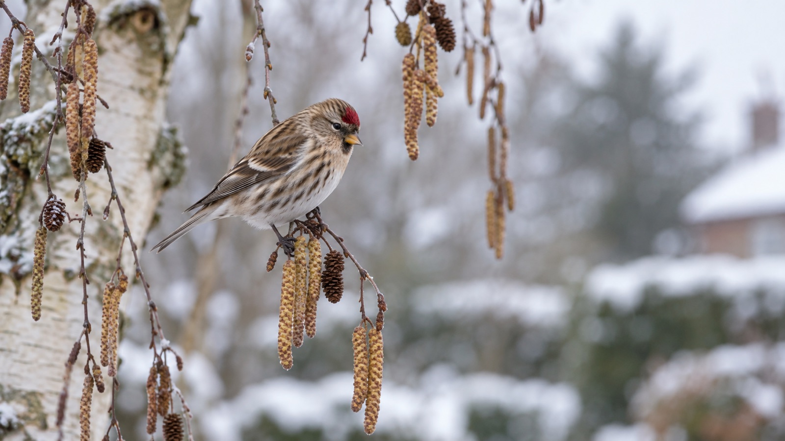 Illustrative small redpoll with red forehead on winter birch catkins in a British garden