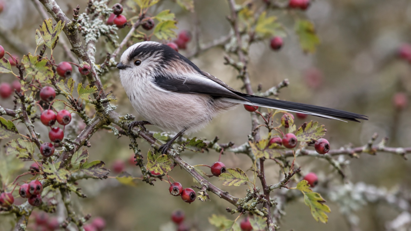 Illustrative long-tailed tit in a British hawthorn hedge