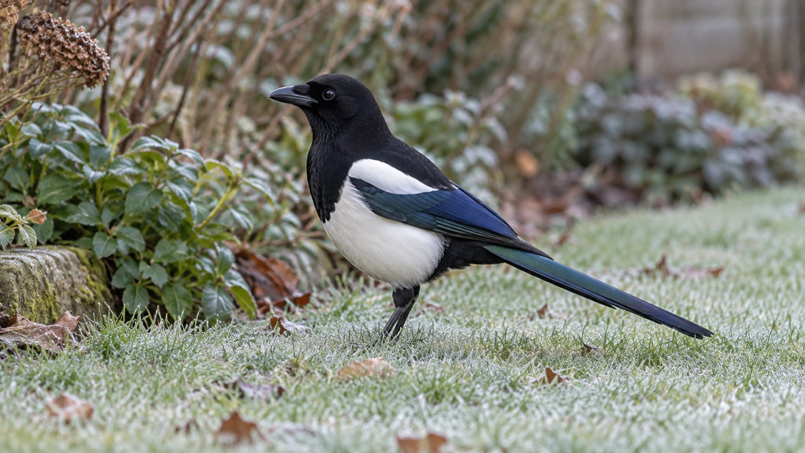 Illustrative black-and-white magpie with long iridescent tail on a frosty British garden lawn