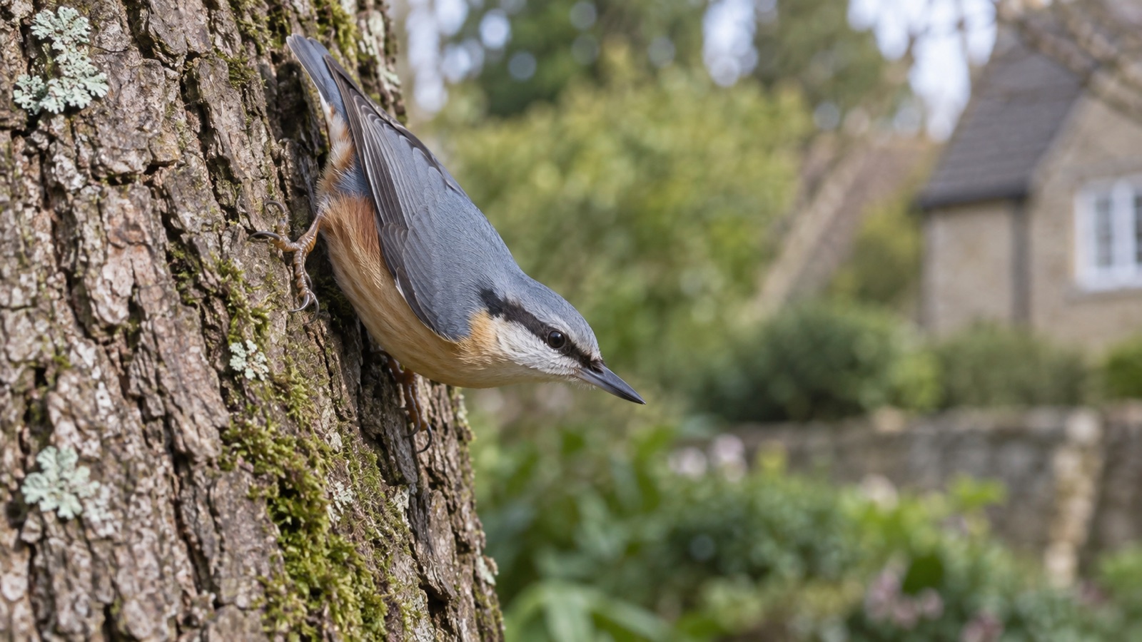 Illustrative nuthatch descending an oak trunk in a British garden