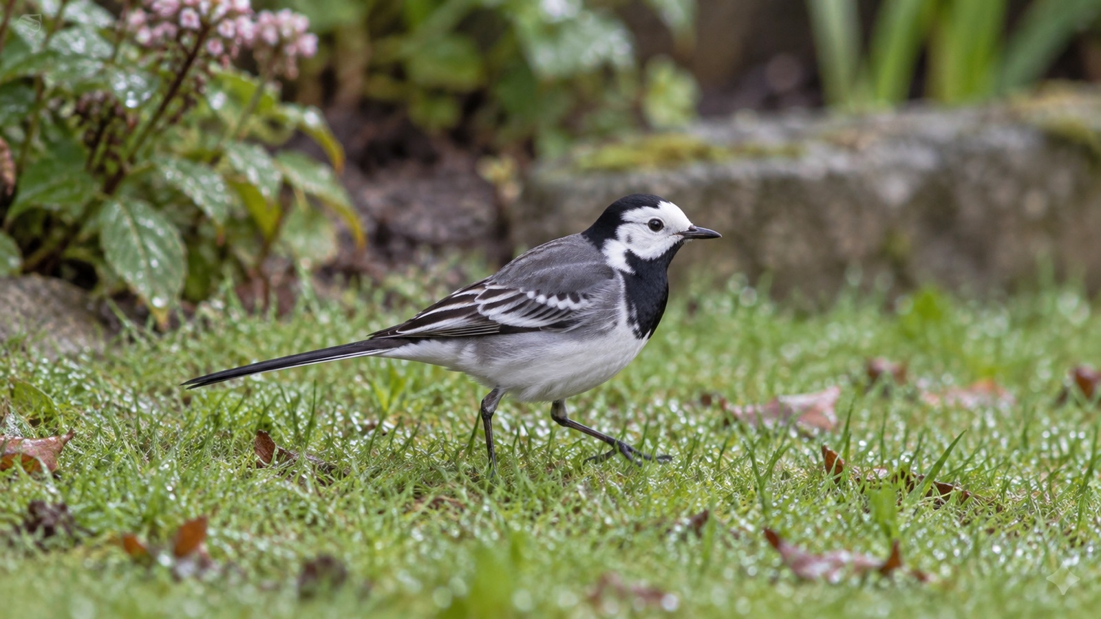 Illustrative pied wagtail walking across a damp British garden lawn