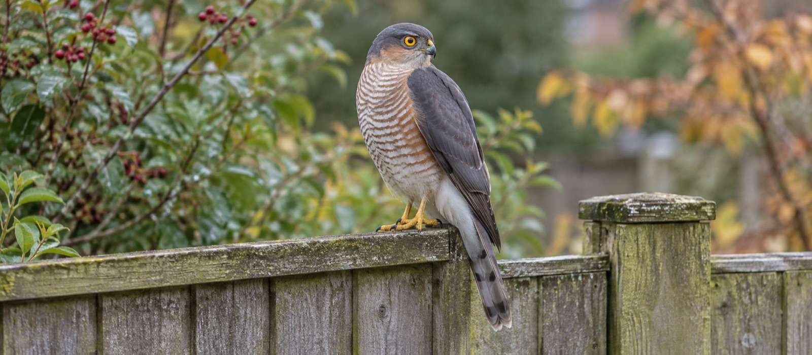 Illustrative male Eurasian sparrowhawk perched calmly on a garden fence