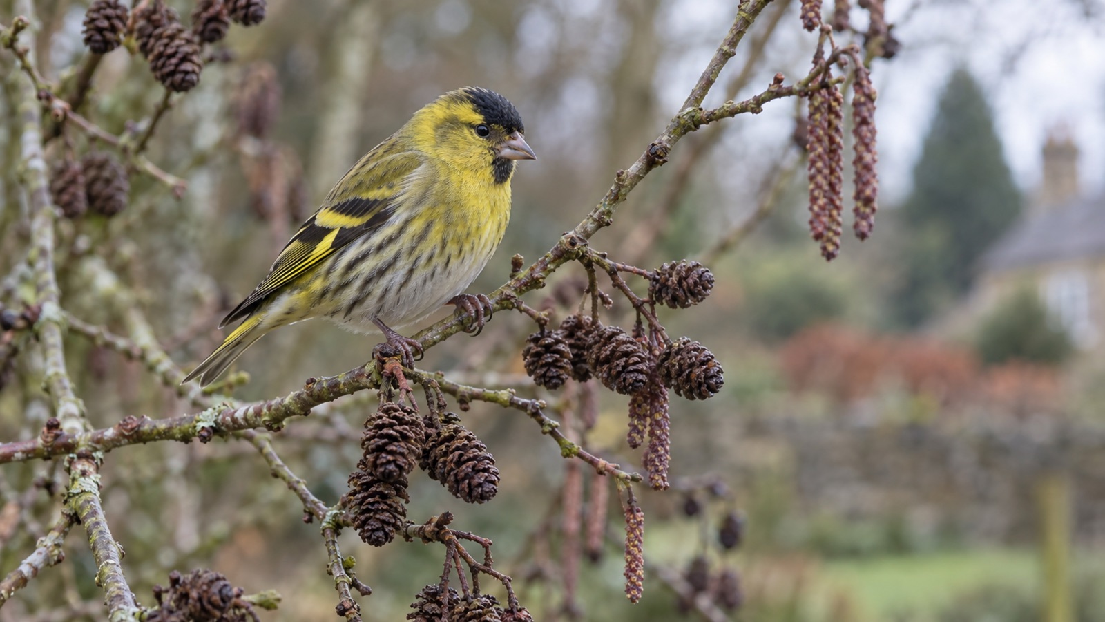 Illustrative male siskin on an alder branch in a British garden
