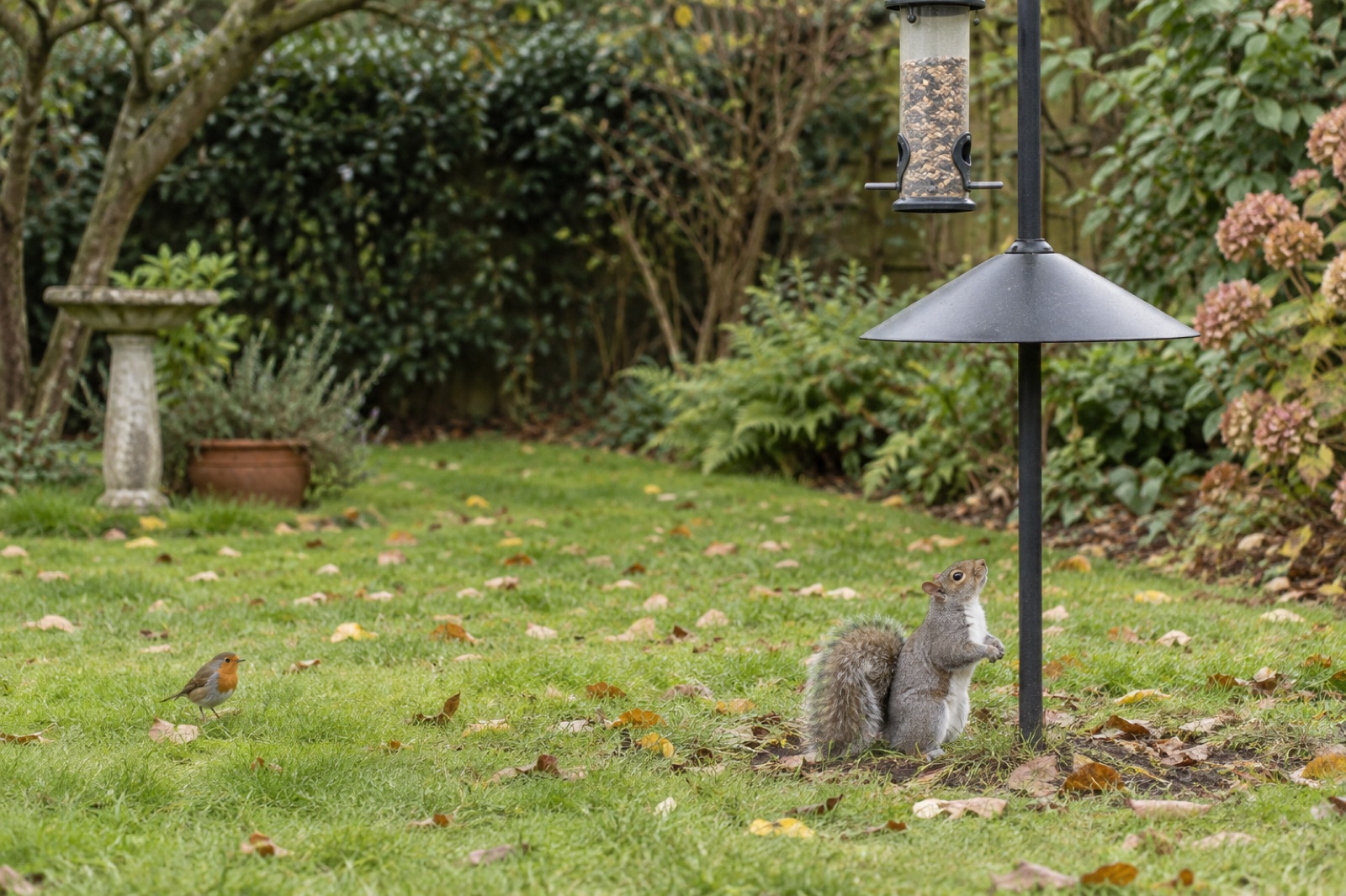 A squirrel below a pole-mounted feeder protected by a broad baffle