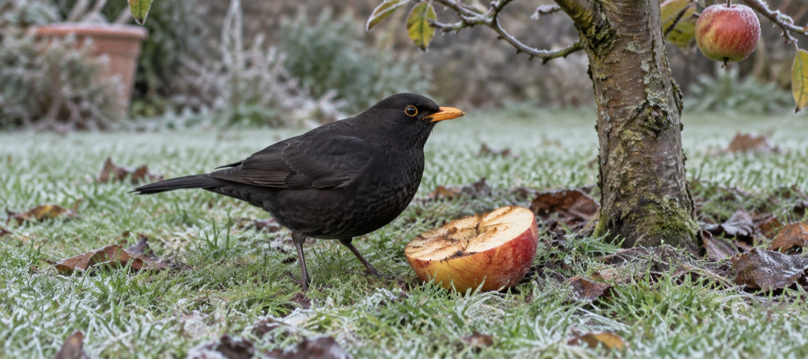 A male blackbird beside a fresh cut apple under a garden fruit tree in winter