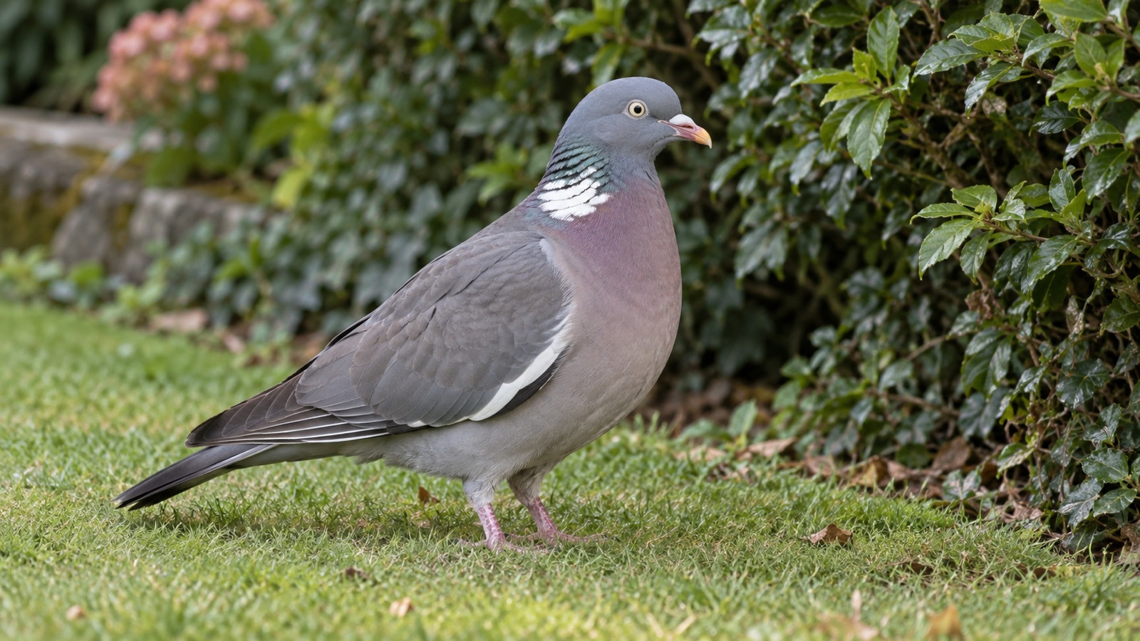 Illustrative large grey woodpigeon with white neck and wing patches beside a British garden hedge