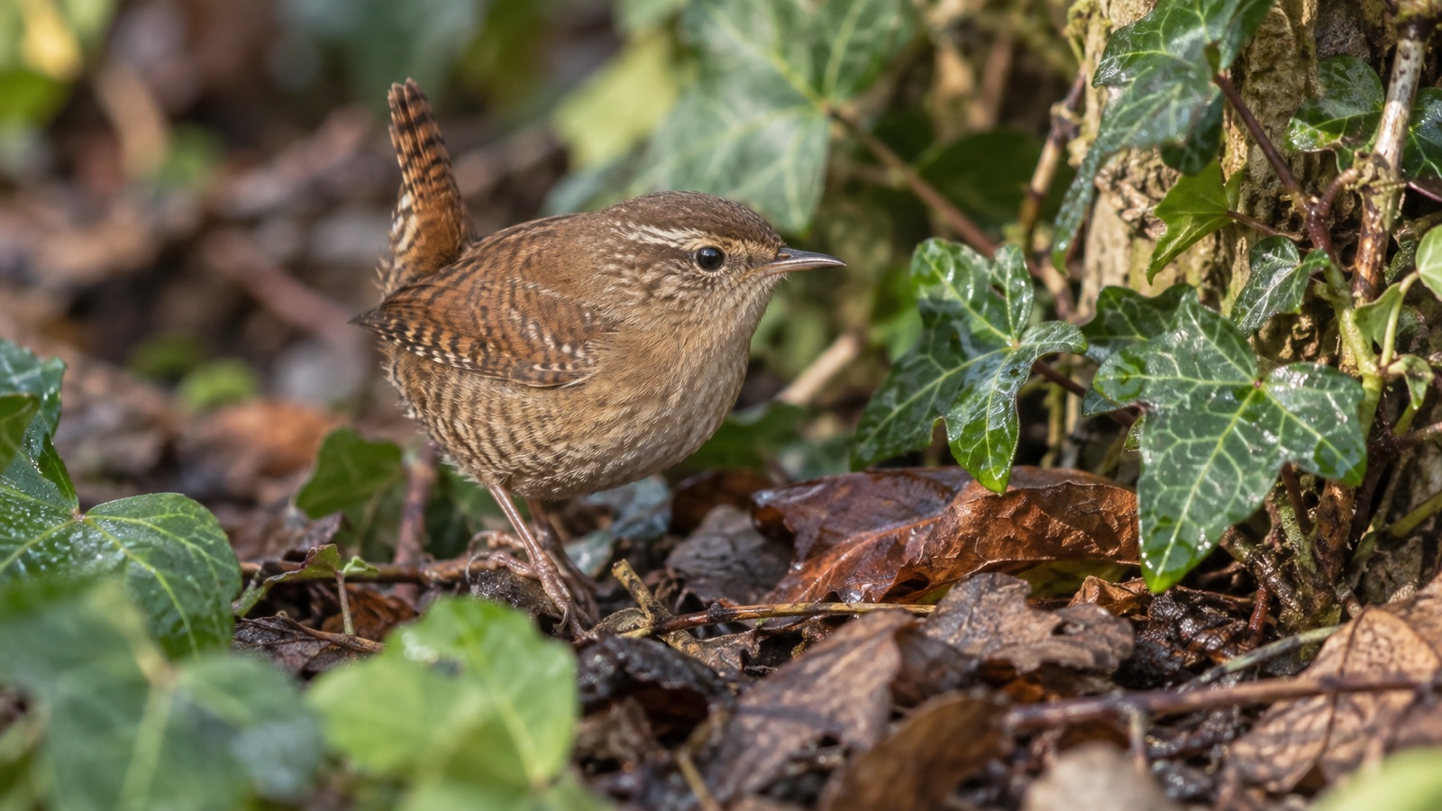 Illustrative wren with a cocked tail among ivy and leaf litter in a British garden